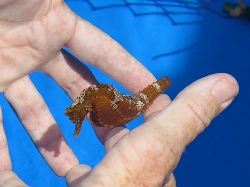 A Seahorse being held