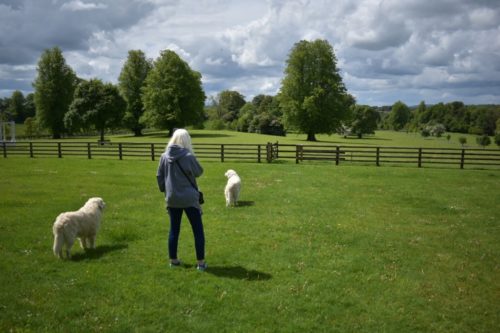 Woman playing with dogs in a field in Ireland