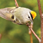Golden-crowned kinglet