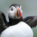 Puffin