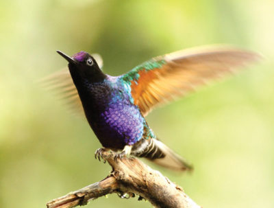 Velvet-Purple Coronet