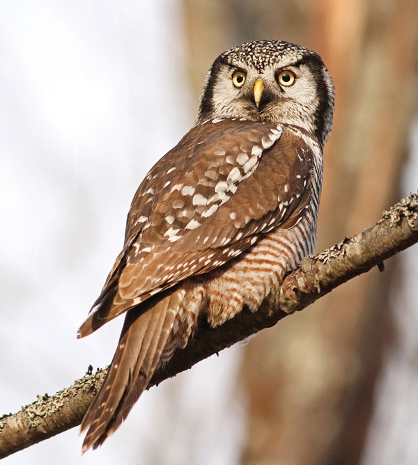 Northern Hawk Owl