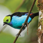 Paradise tanager