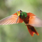 Rainbow starfrontlet