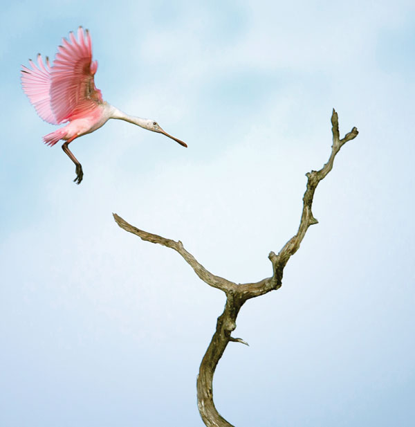 Roseate Spoonbill