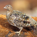 White-bellied seedsnipe