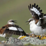 White-bellied cinclodes