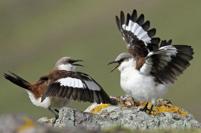 White-bellied cinclodes