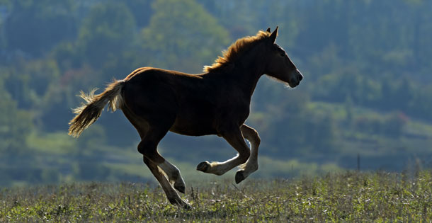 a young brown colt galloping through a field