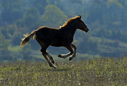 a young brown colt galloping through a field