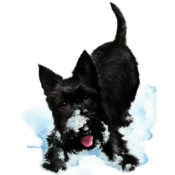 A black terrier in the snow