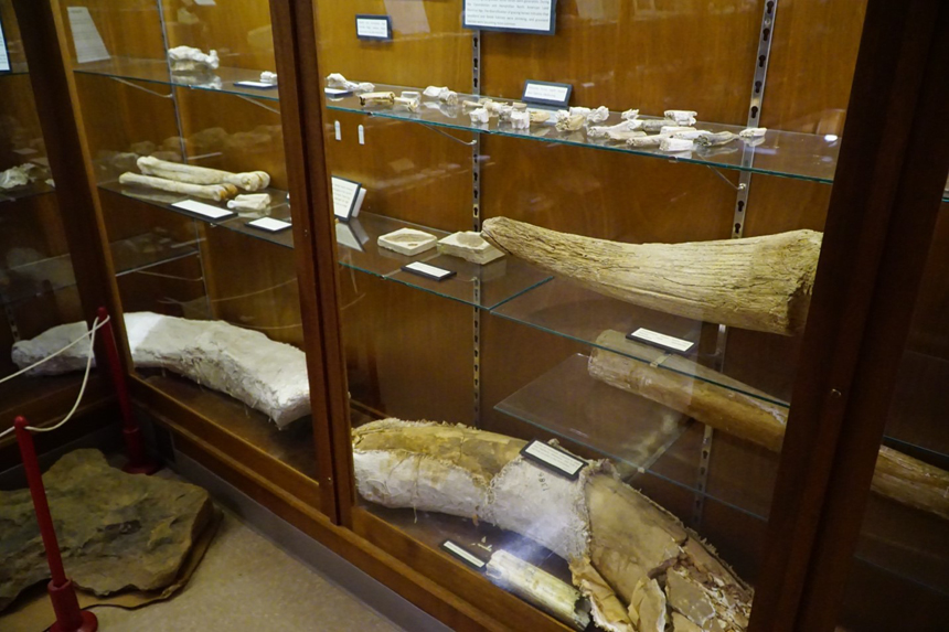 Fossils on display at the No Man’s Land Museum in Goodwell