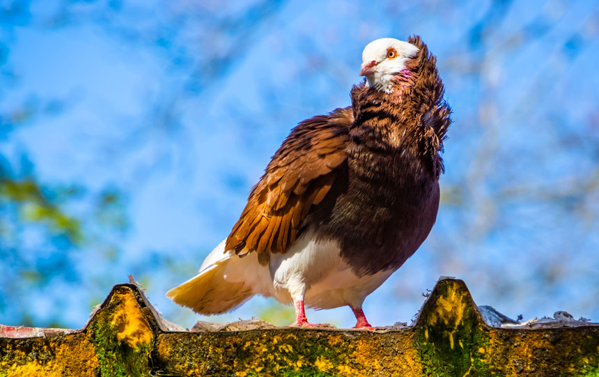 Old Dutch capuchine pigeon