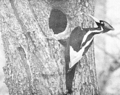 ivory-billed woodpecker, Photo by Arthur A. Allen, 1935