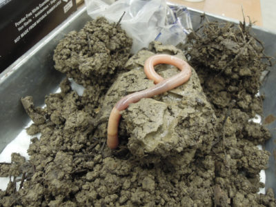 giant palouse earthworm, Photo by Chris Baugher