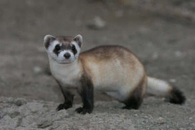 black-footed ferret, Photo by J. Michael Lockhart, USFWS