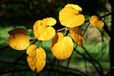 virginia round-leaf birch, Photo by Jean-Pol Grandmont, 1996