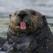 southern sea otter, Photo by Ron Eby