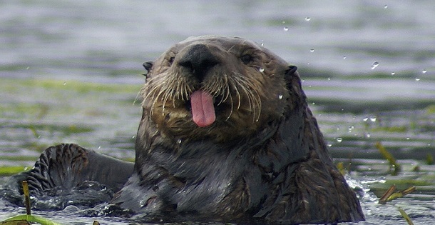 southern sea otter, Photo by Ron Eby