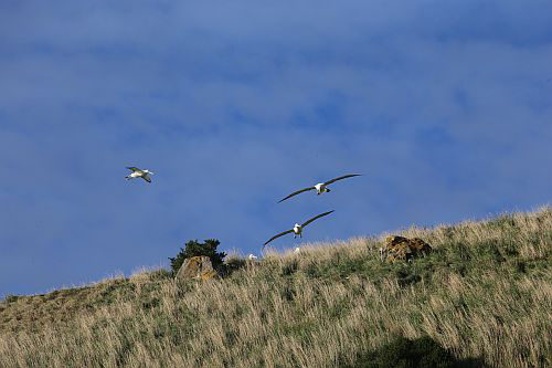 Seagulls in flight above a hill
