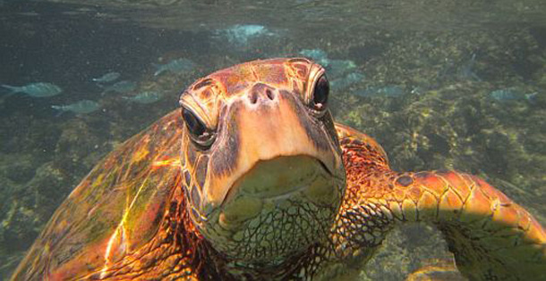 A close up of a turtle under water.