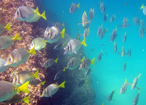 School of fish under the sea.