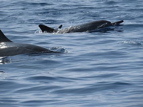 Dophins cresting in the water.