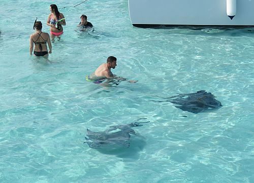 Swimmers interact with stingways in shallow water.