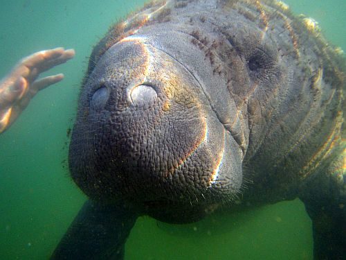 A close up of a Manatee's snout.