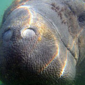 Manatee