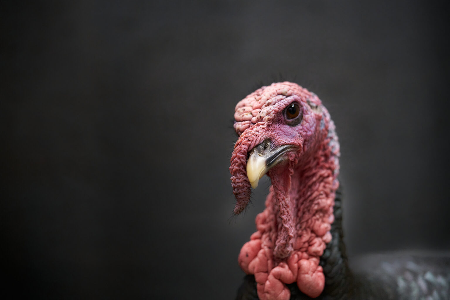 Turkey Post Its In a Word: Turkey: A Head of the Game | The Saturday Evening Post