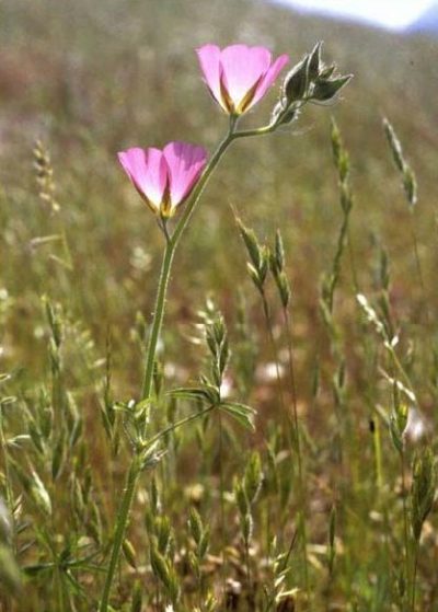 keck's checker-mallow wildflower, USFWS