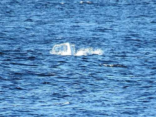 A Beluga whale breaking out of water