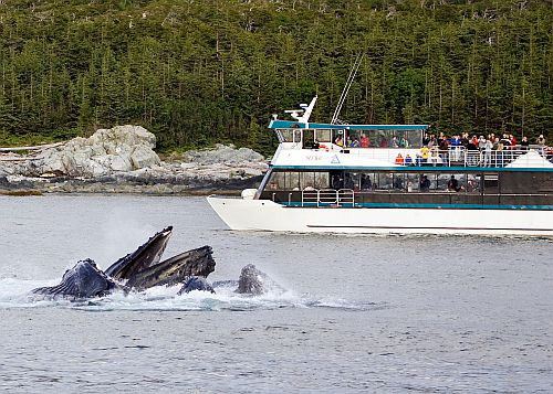Boat passengers watch whales cresting.