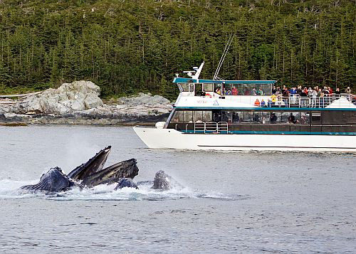 Boat passengers watch whales cresting.