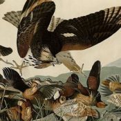 Wikimedia Commons, John James Audubon