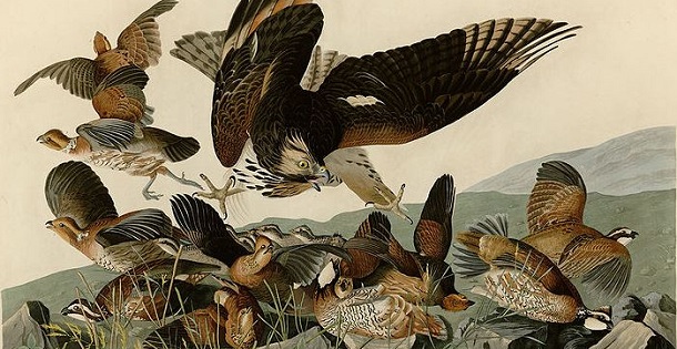Wikimedia Commons, John James Audubon