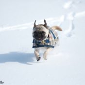 Caring for your pets in the cold