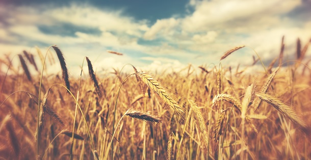 Field of wheat