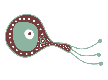 Bacteria Illustration
