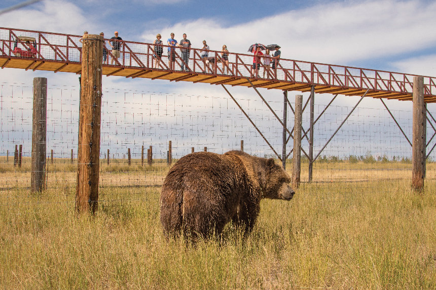 People examine a bear as it walks by a wooden bridge