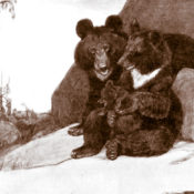 Two bears sit on a rock in the wilderness