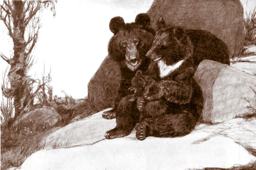 Two bears sit on a rock in the wilderness