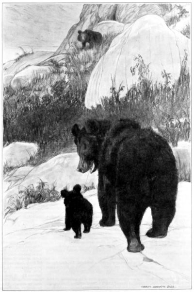 A mother bear walks through the wilderness with her cub.