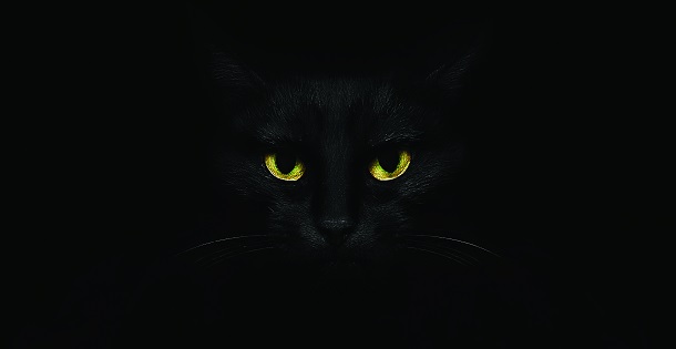 black cat