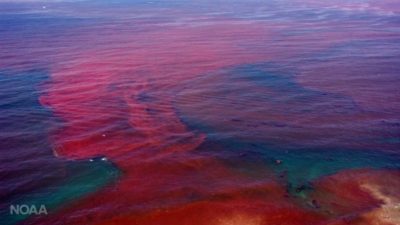 Harmful algal bloom, National Oceanic and Atmospheric Association