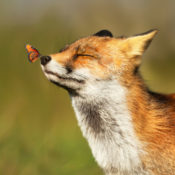 Photo os a red fox with his eyes closed as a butterfly lands on his nose.
