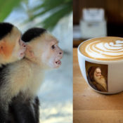 Three capuchin monkeys looking astonishingly at a mug of cappuccino with a picture of a Capuchin monk on it.