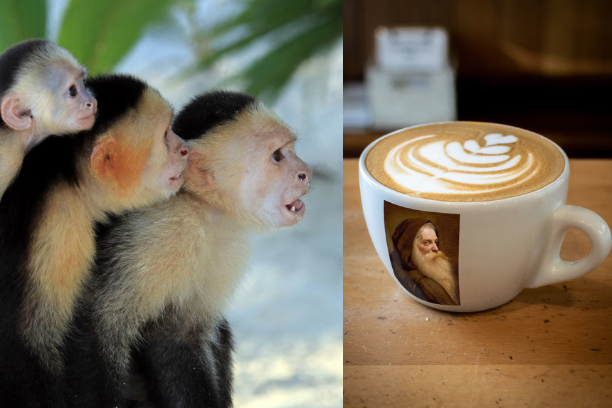 Three capuchin monkeys looking astonishingly at a mug of cappuccino with a picture of a Capuchin monk on it.