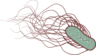 Bacteria Illustration